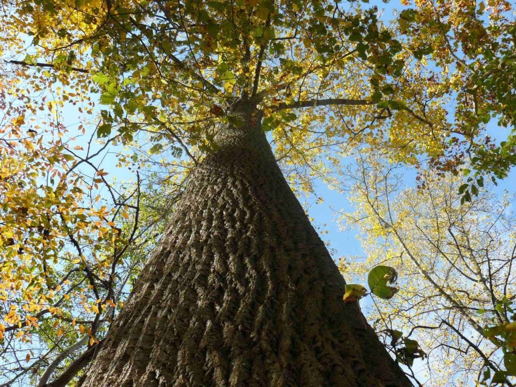 How Trees and Humans are Similar