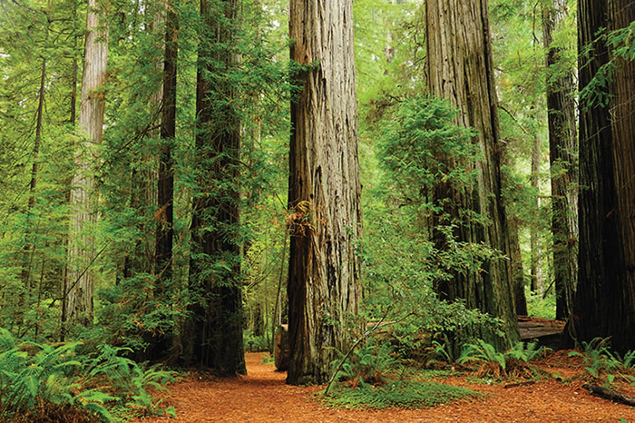 American Hardwoods: An Environmentally Friendly Resource